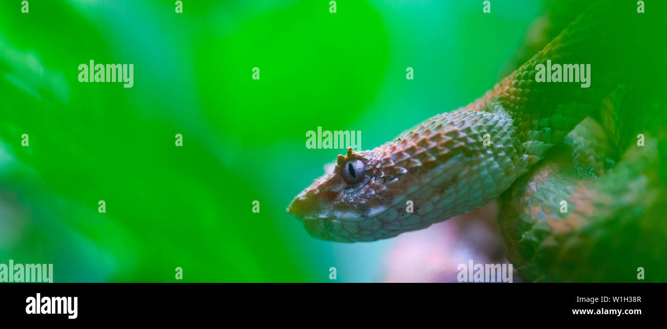 Eyelash Viper (Blue)/ Crotalo Cornudo (Azul)