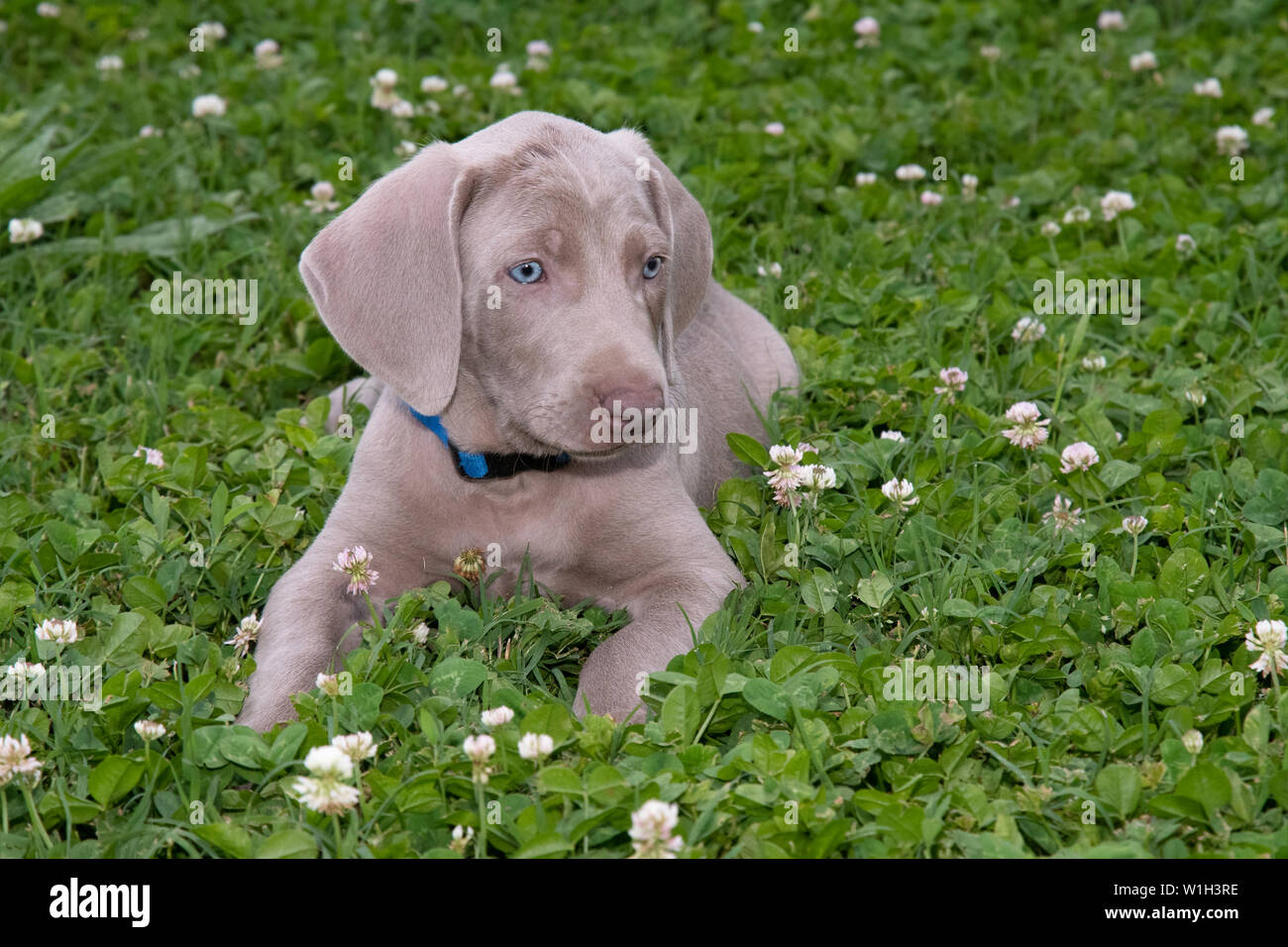 Beautiful young Weimaraner puppy resting in clovers Stock Photo