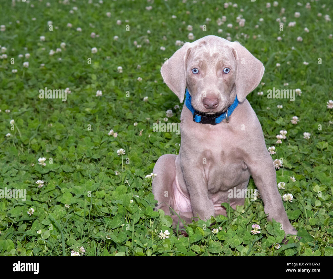 Adorable Weimaraner puppy sitting in a field of clover Stock Photo