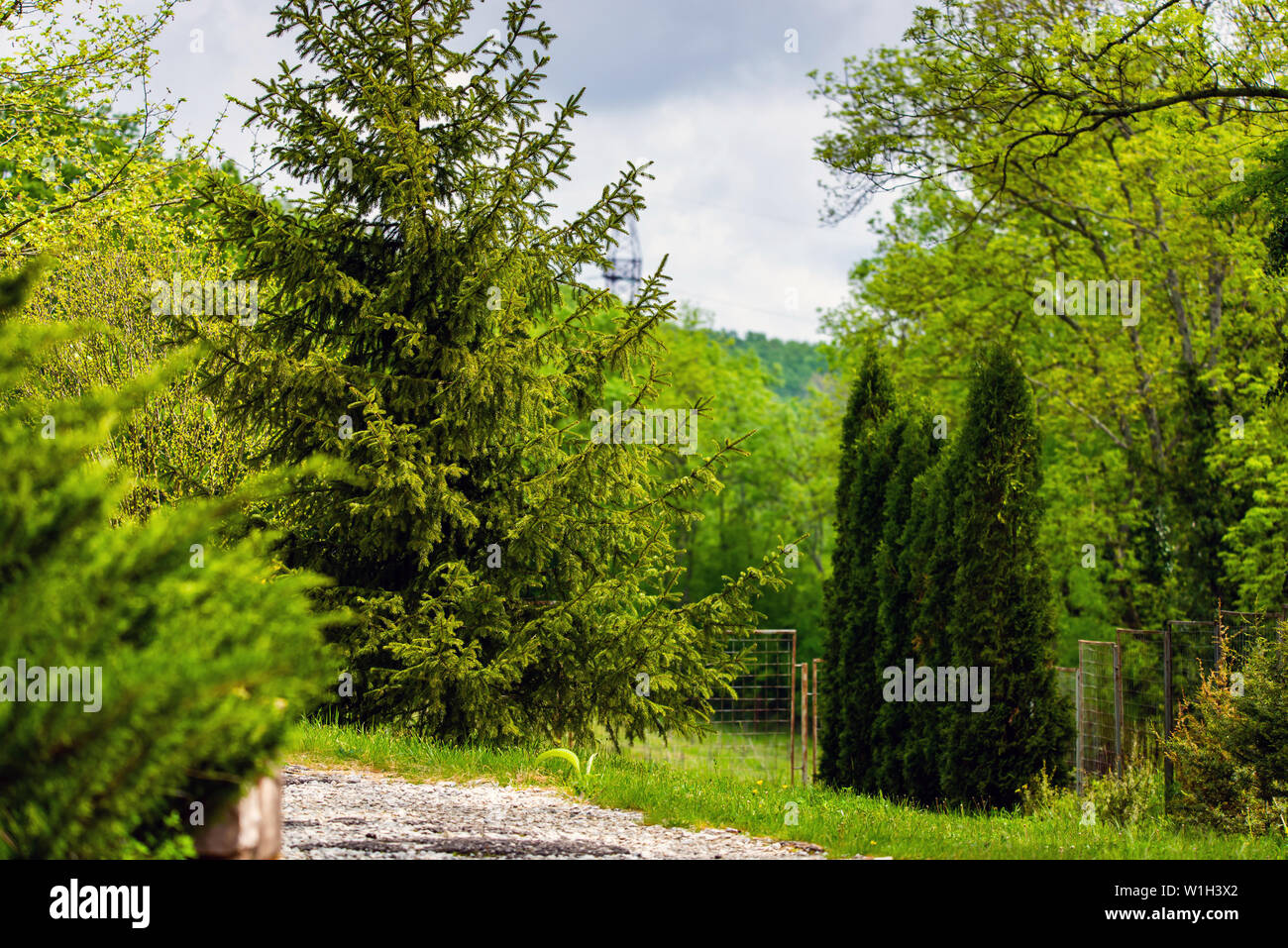 Lonely spruce or Picea pungens Glauca or Christmas tree in the garden. Stock Photo