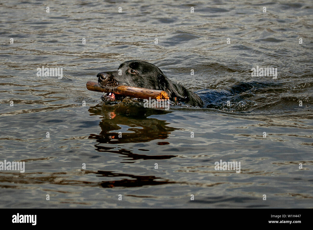 A dog with a stick floating in the water Stock Photo