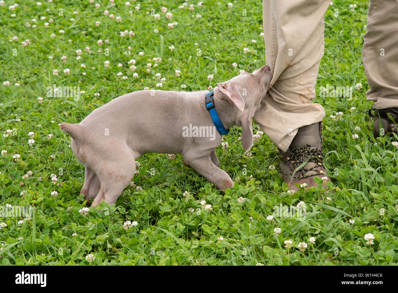 Weimaraner Pants Weimaraner Pants