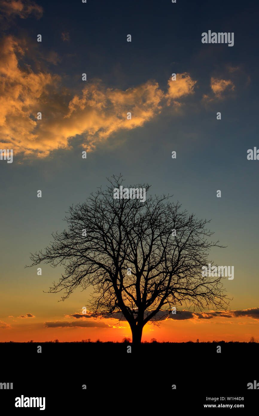Sunset behind a lonely tree in the agricultural fields of Serbia Stock ...