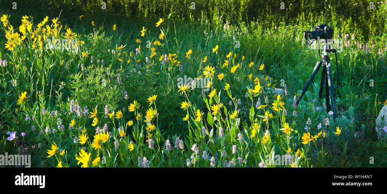 Photographing wildflowers hires stock photography and images Alamy
