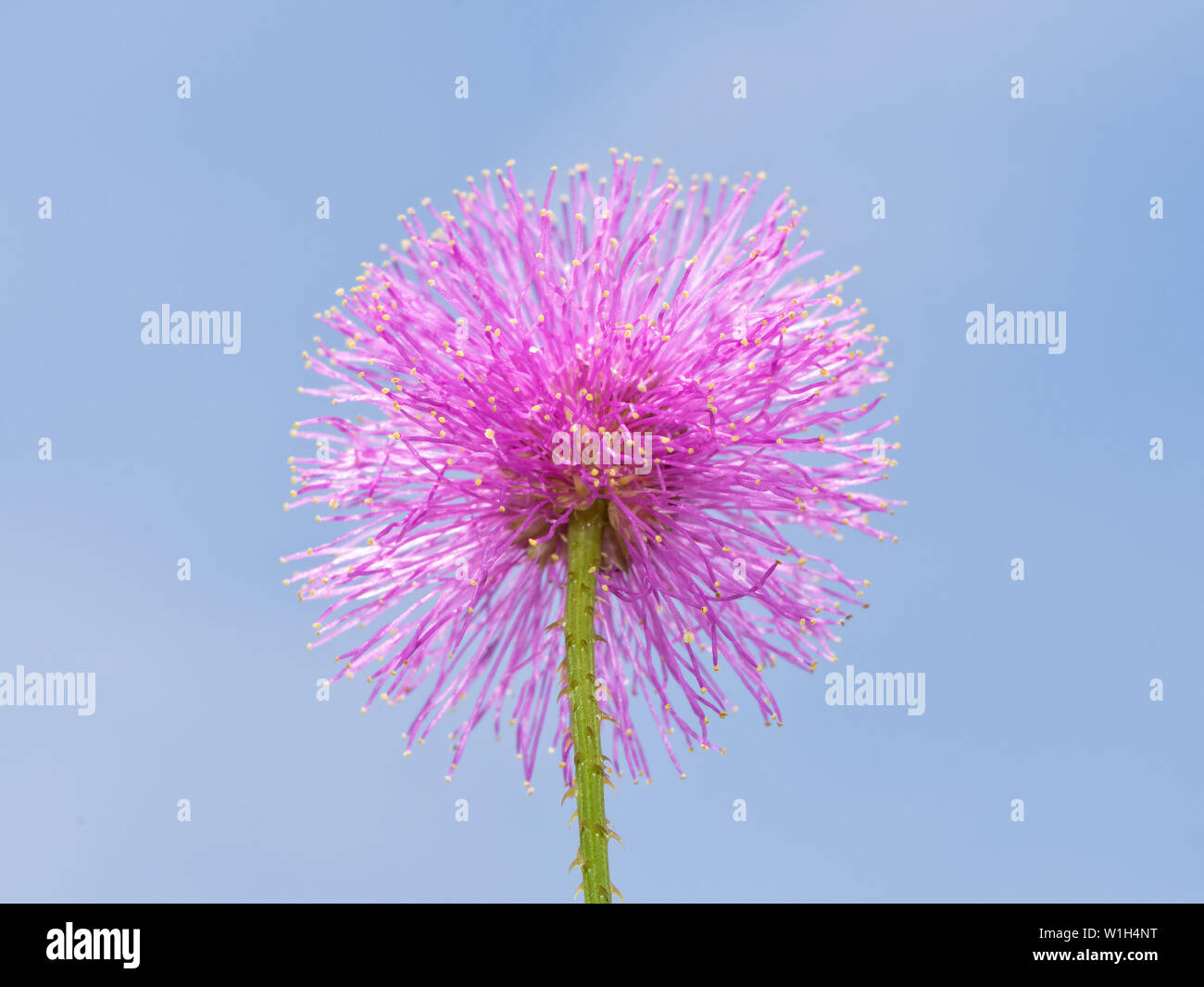 Single bloom of pink Mimosa nuttallii, or Nuttall's Sensitive Briar, against clear blue sky Stock Photo