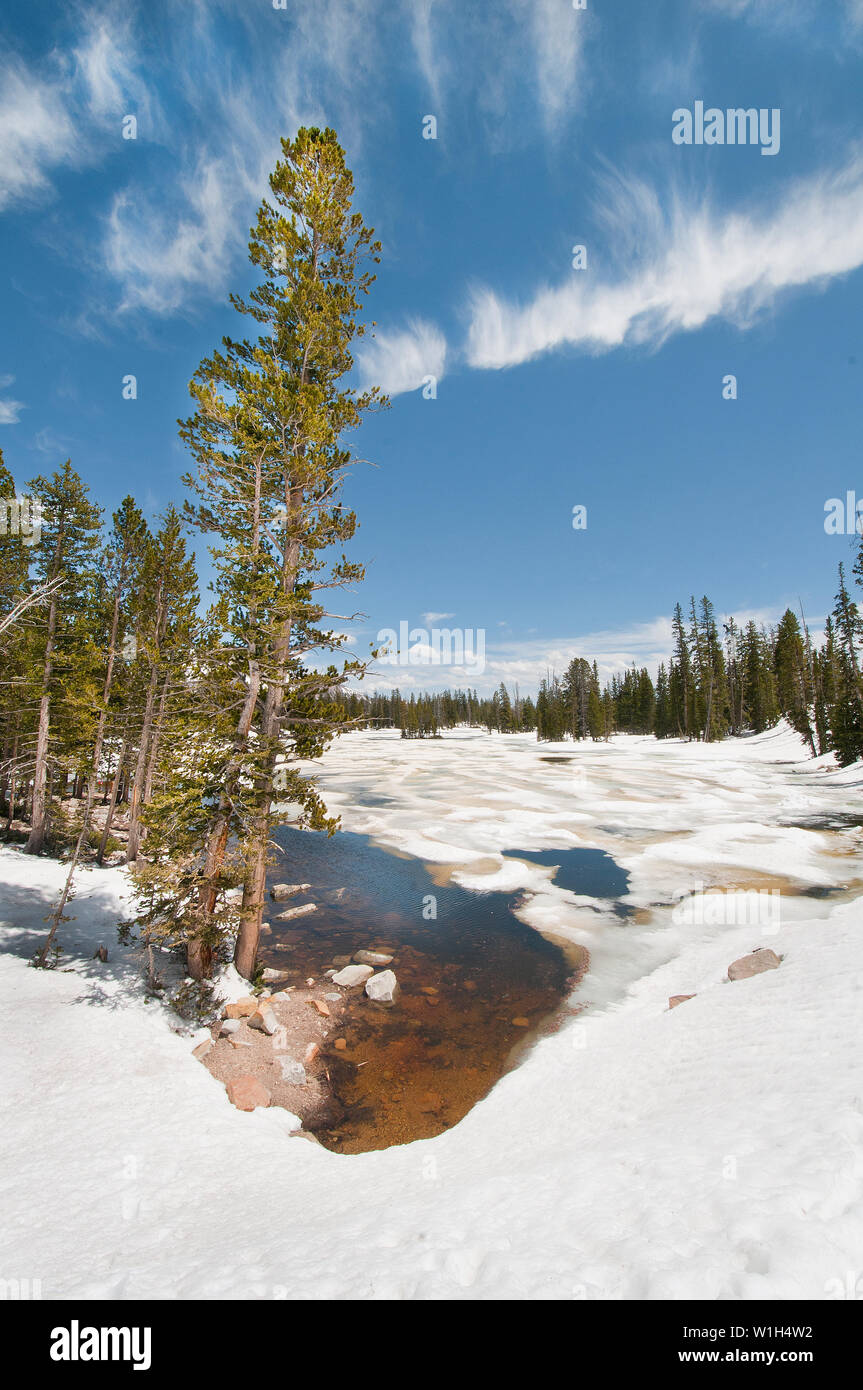 A pine tree shoots towards the sky at Pass Lake along the Mirror Lake Highway in the Uinta Wasatch Cache National Forest. (c) 2013 Tom Kelly Stock Photo