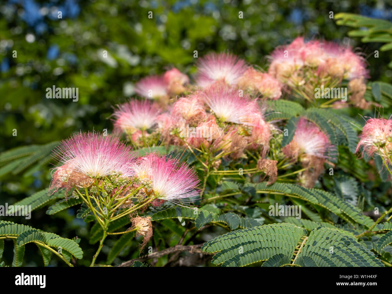 Closeup of brilliant pink blooms of a Persian Silk Tree in summer sun Stock Photo