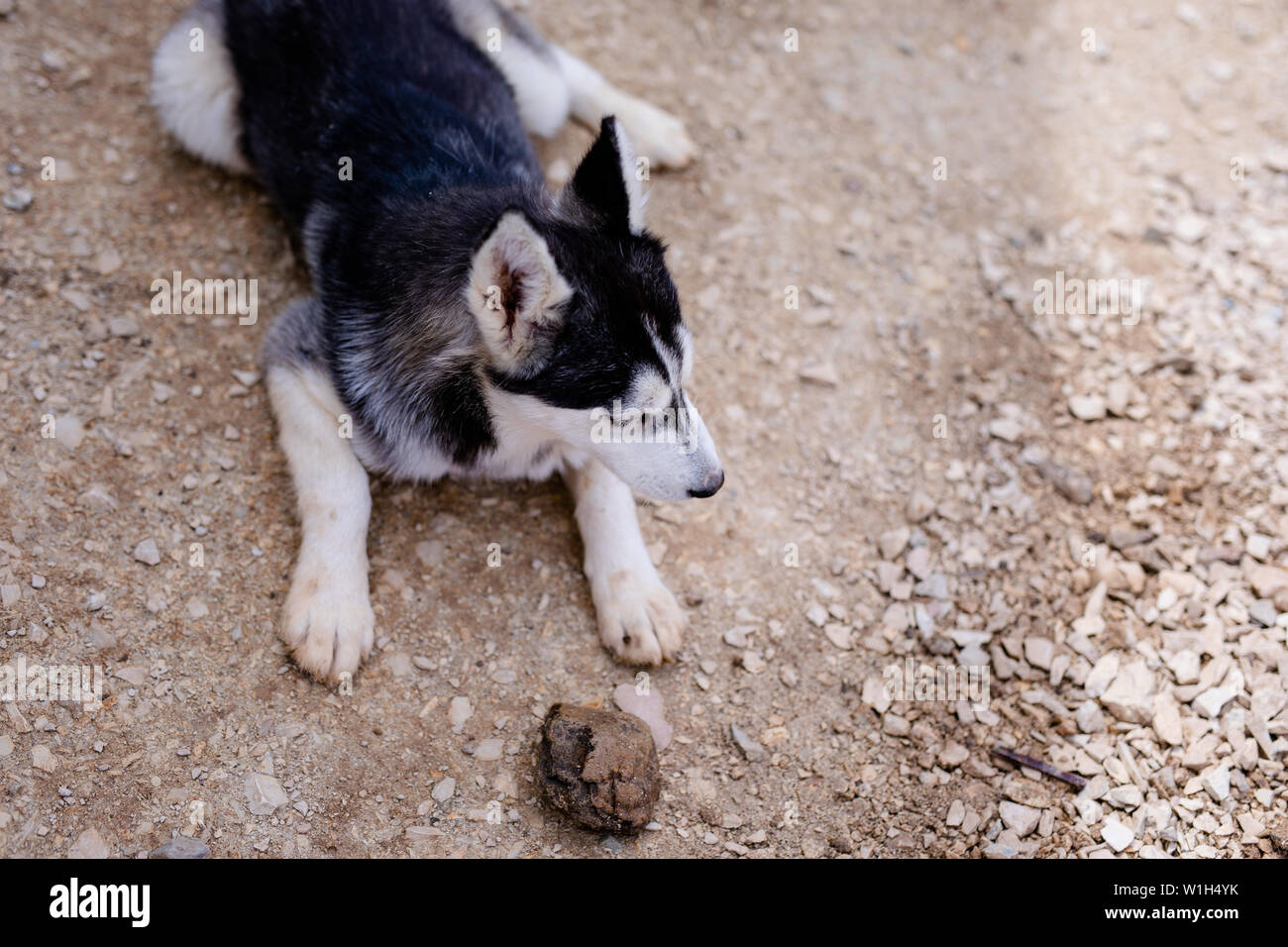 husky dog closeup portrait in natural light Stock Photo - Alamy