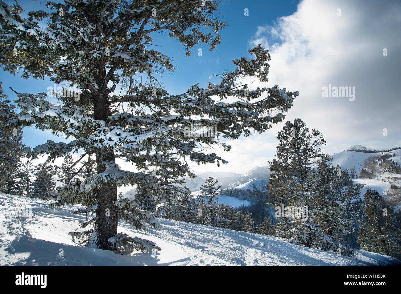 Fresh snow nestles in the brances of a long pine tree at Deer Valley Resort in Park City. (c) 2013 Tom Kelly Stock Photo