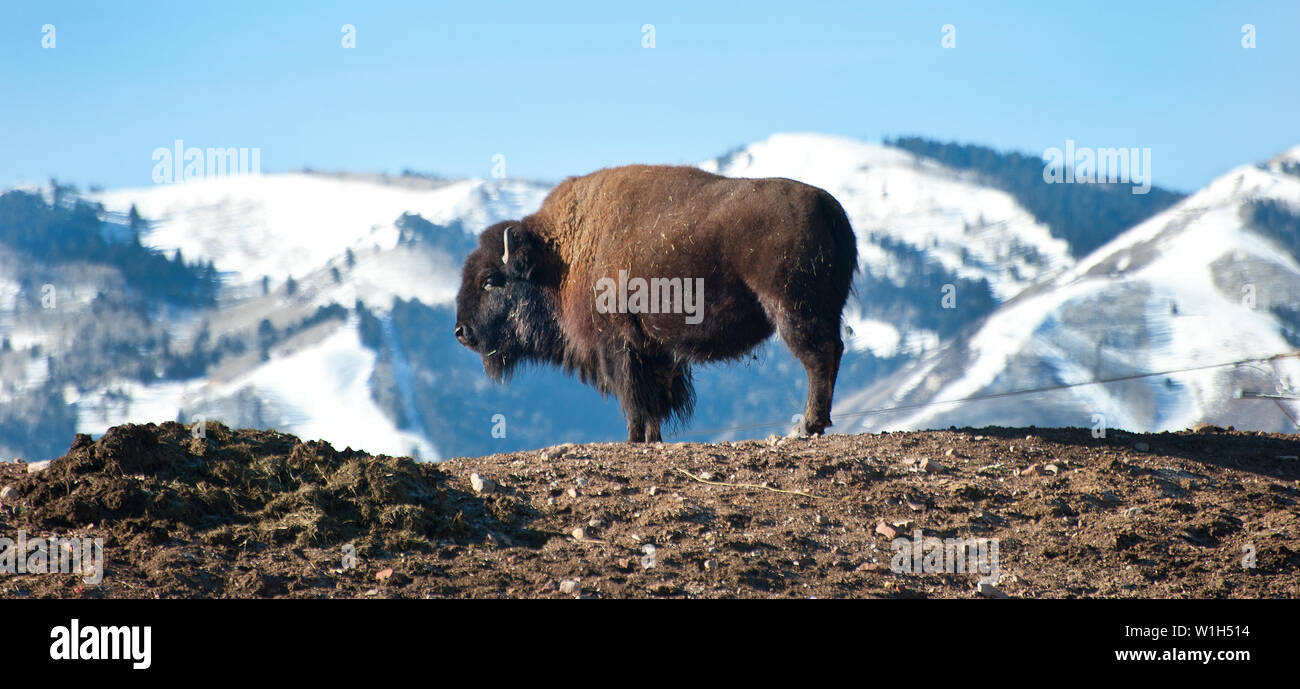 Buffalo City Snow High Resolution Stock Photography and Images - Alamy