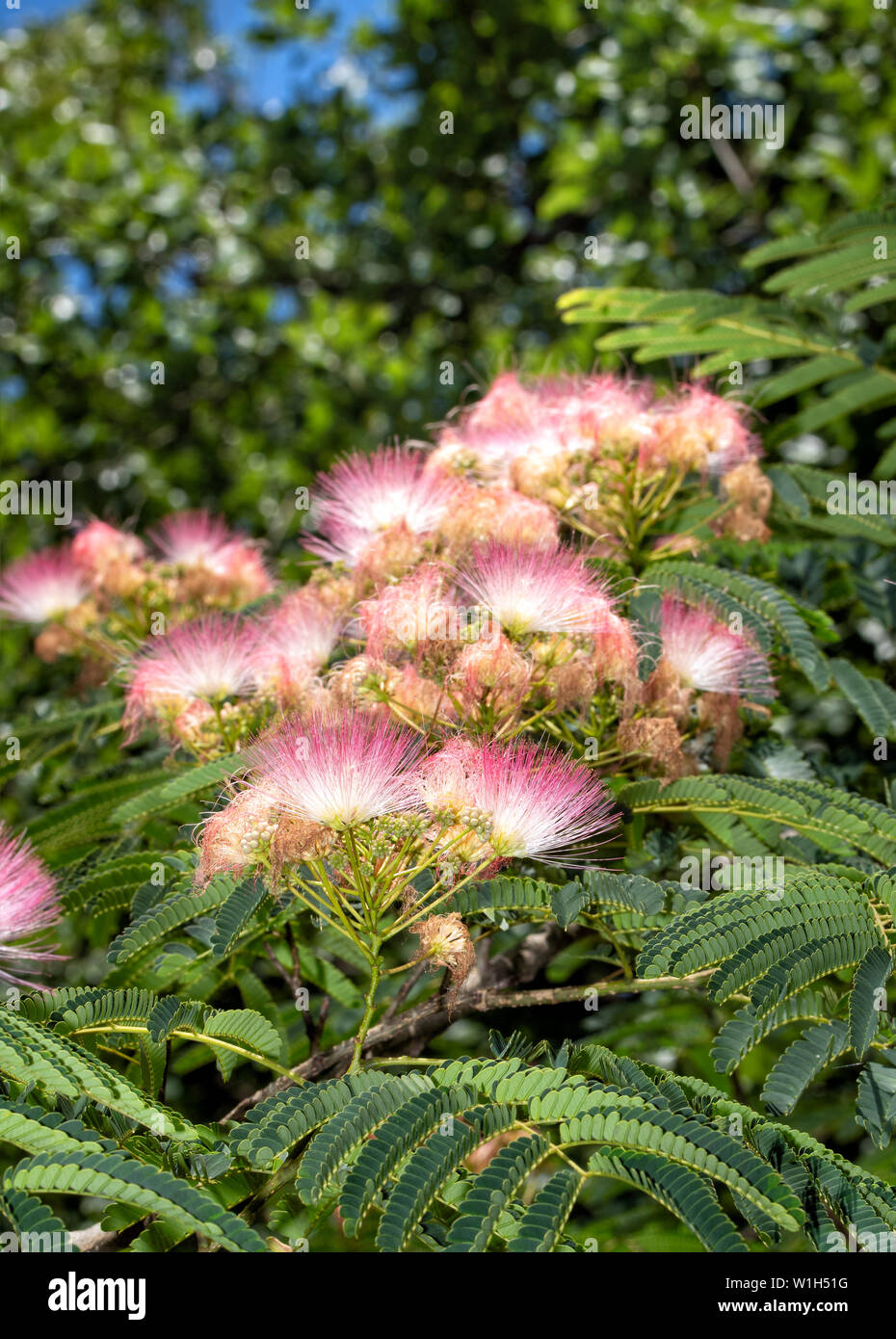 Beautiful pink flower clusters of a Persian Silk Tree in early summer sun Stock Photo