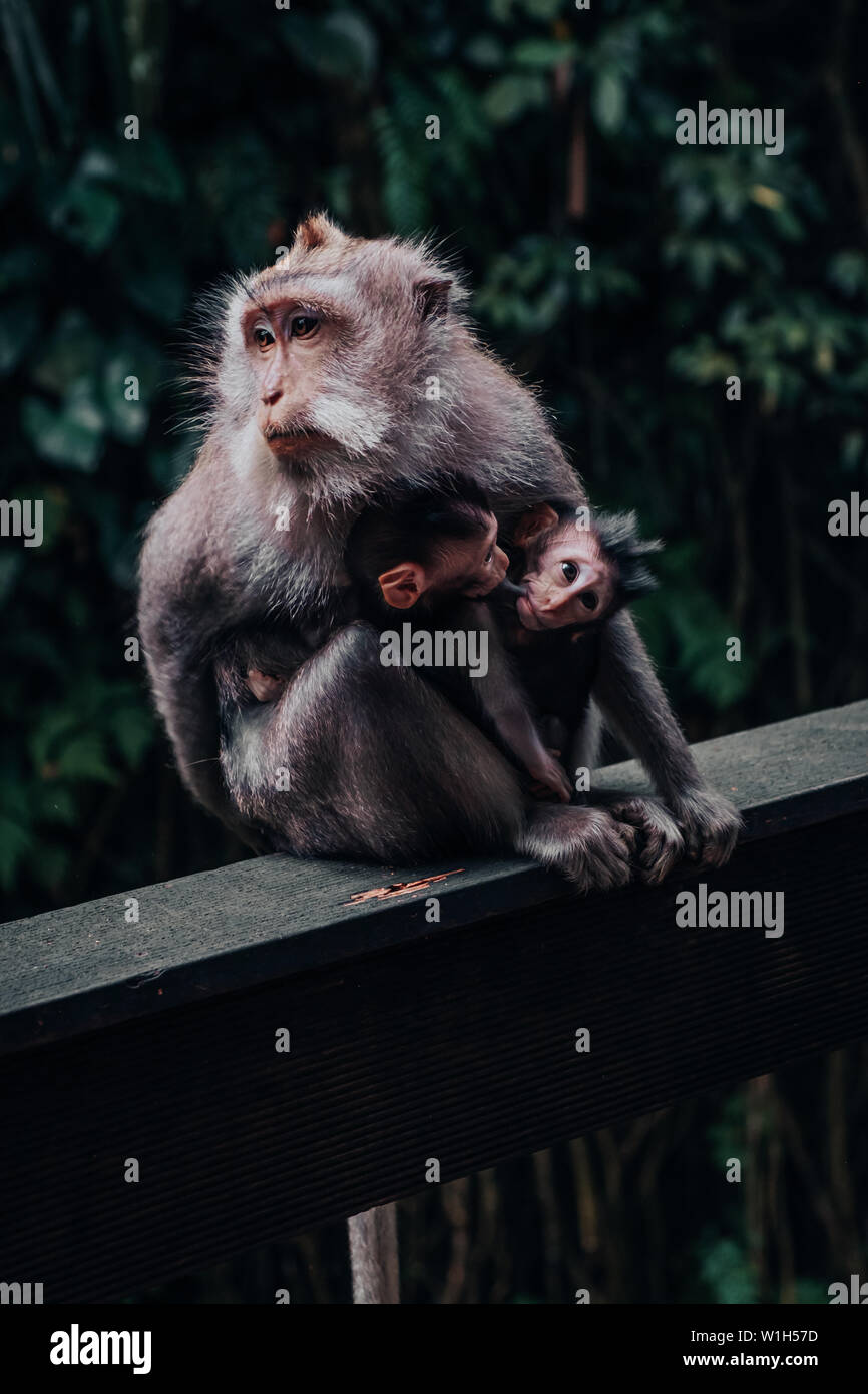 Mother Macaque monkey holding two babies nursing on mother's nipple in Ubud Monkey Forest in Bali, Indonesia. Stock Photo