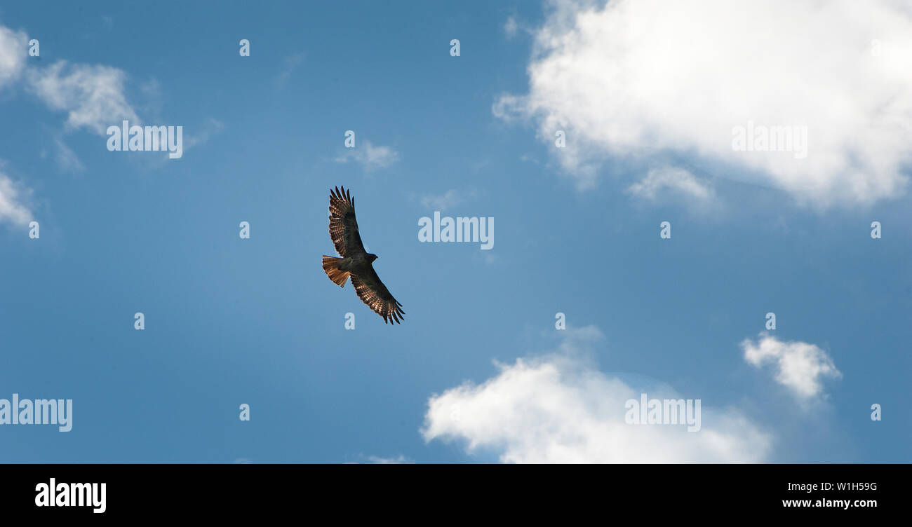 A hawk floats silently in the clouds in the evening sky high above a ski run at Beaver Creek Resort in Colorado. (c) 2012 Tom Kelly Stock Photo