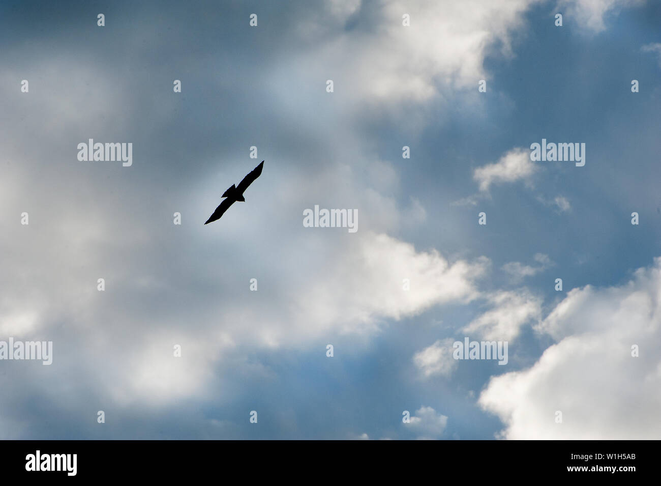 A hawk floats lazily in the clouds of an evening sky high above Centennial at Beaver Creek, Colorado. (c) 2012 Tom Kelly Stock Photo