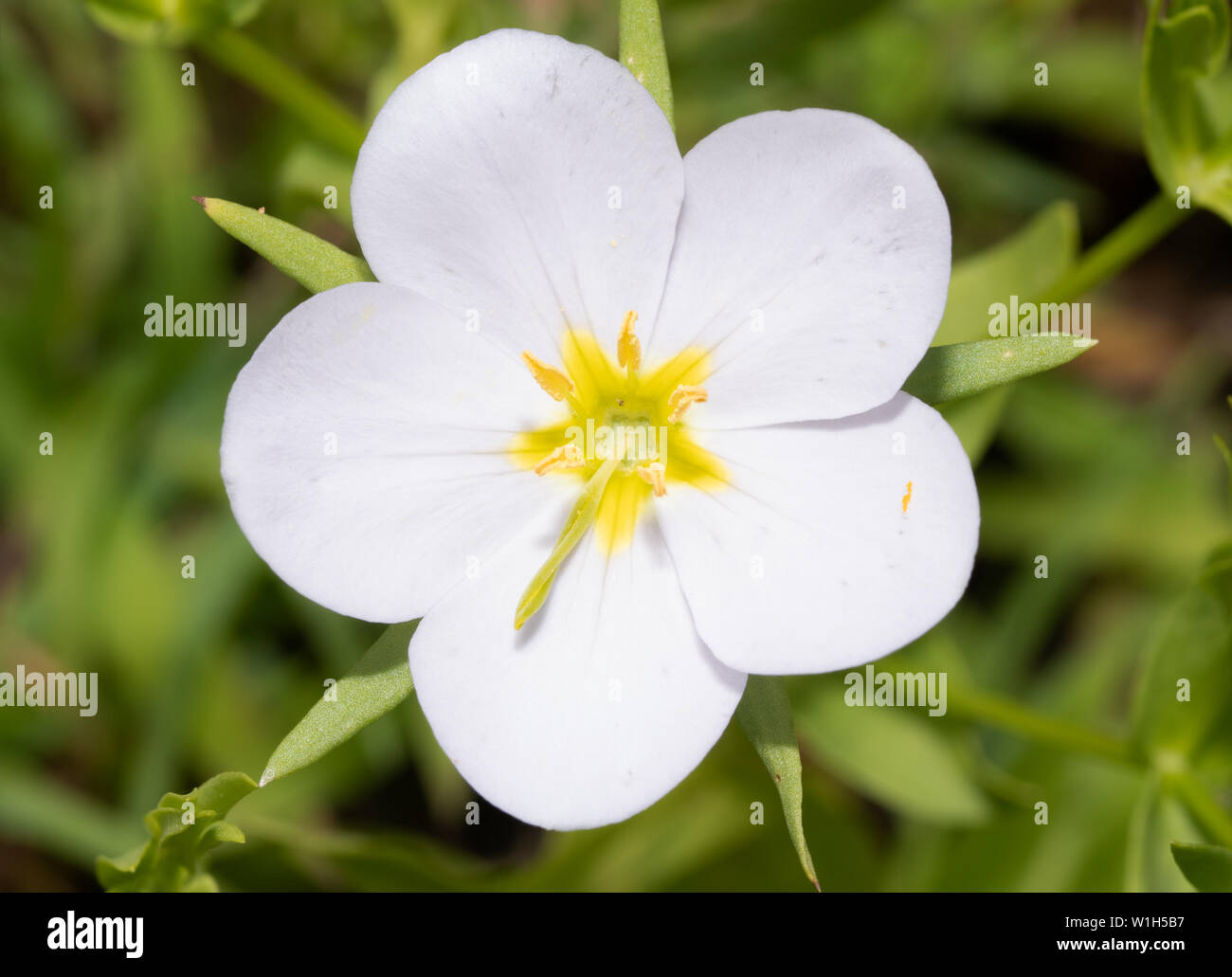 White form of Meadow Pink, Sabatia campestris flower Stock Photo