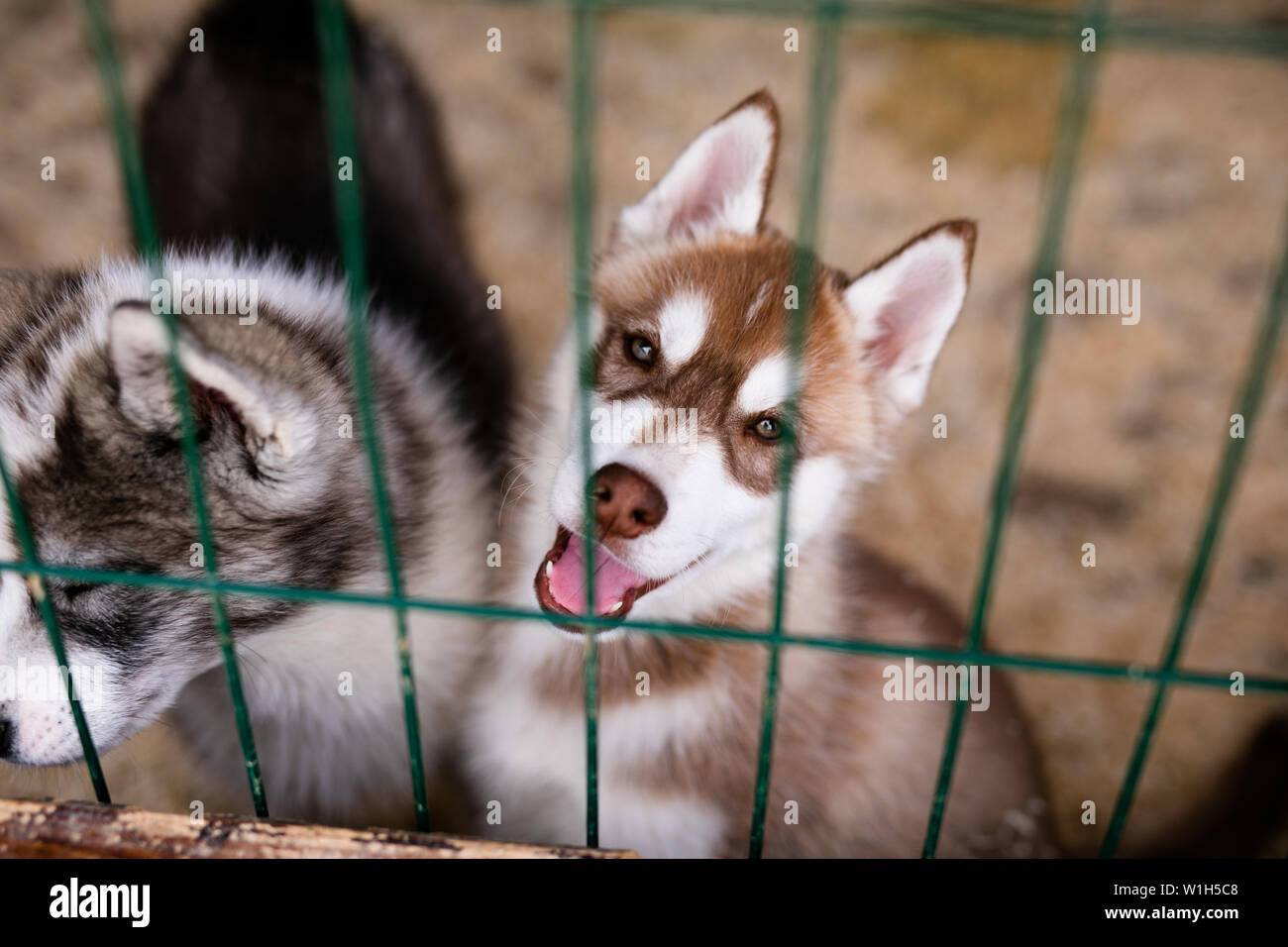 White Siberian Husky puppy outdoor. Stock Photo