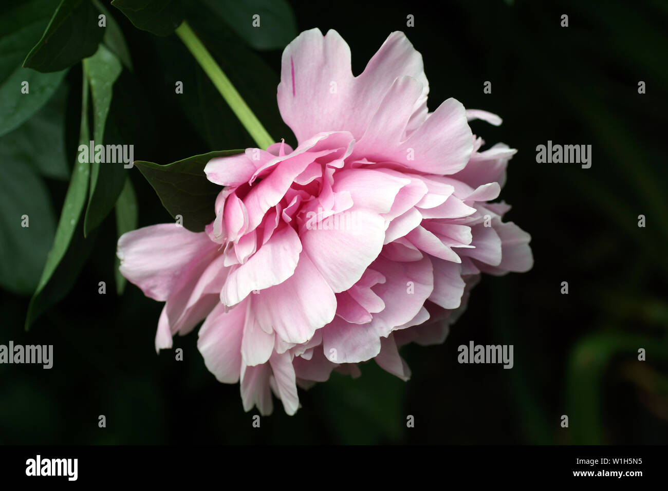 Paeonia Lactiflora Sarah Bernhardt Double Pink Peony Flower Paeonia Lactiflora Chinese Peony Or Common Garden Peony One Flower Side View Stock Photo Alamy