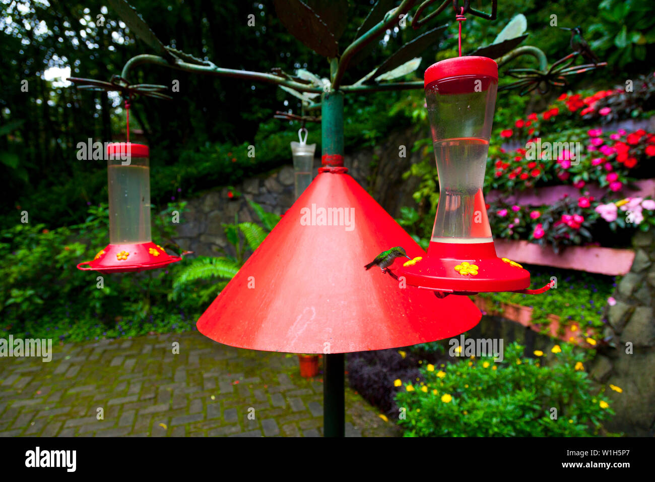 Colibri feeders, Costa Rica, Central America, America Stock Photo