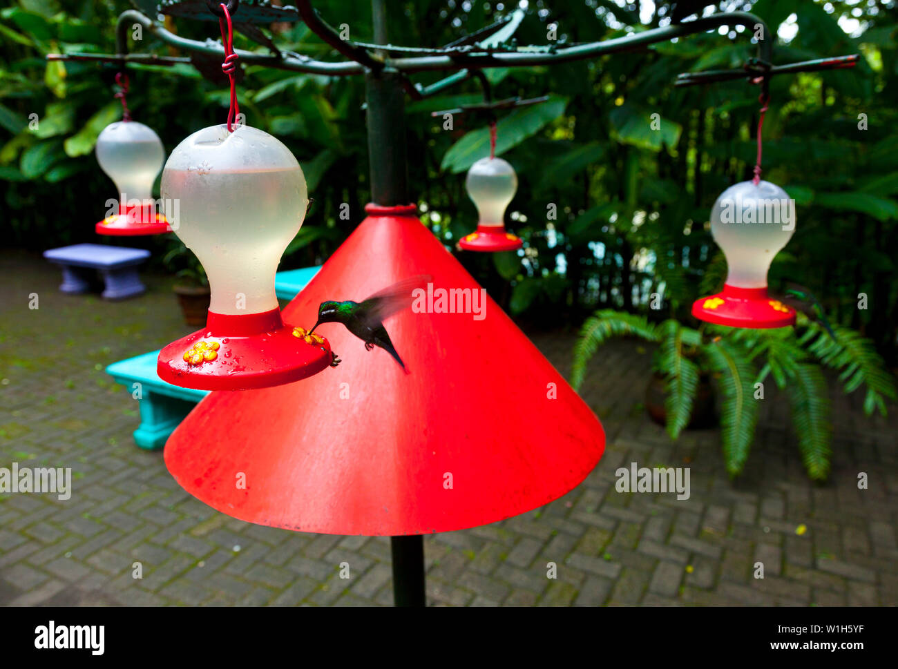 Colibri feeders, Costa Rica, Central America, America Stock Photo Alamy