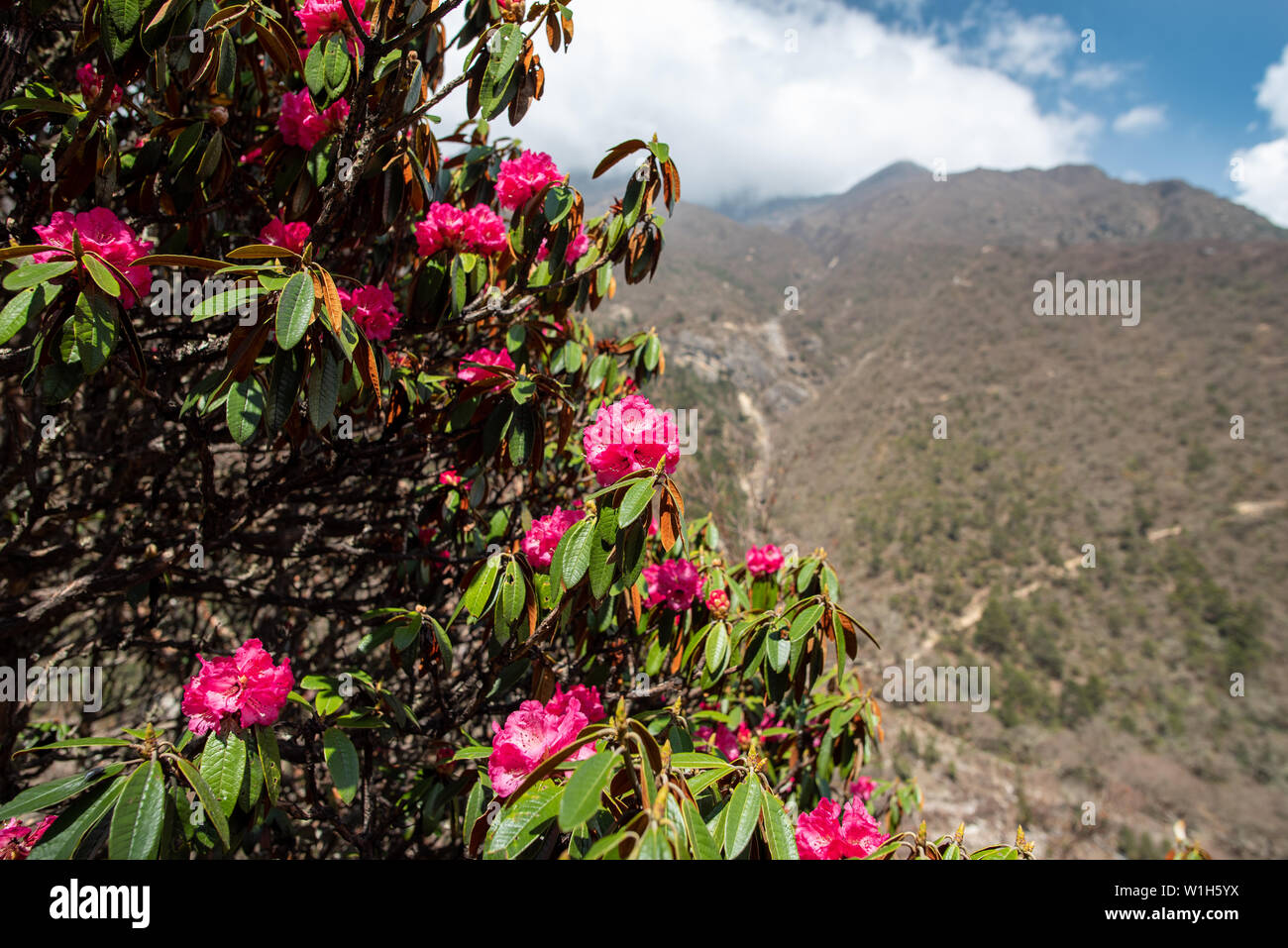 Bright pink blooming rhododendron flowers with defocused mountain scenery in background, in Nepal Himalayas Stock Photo