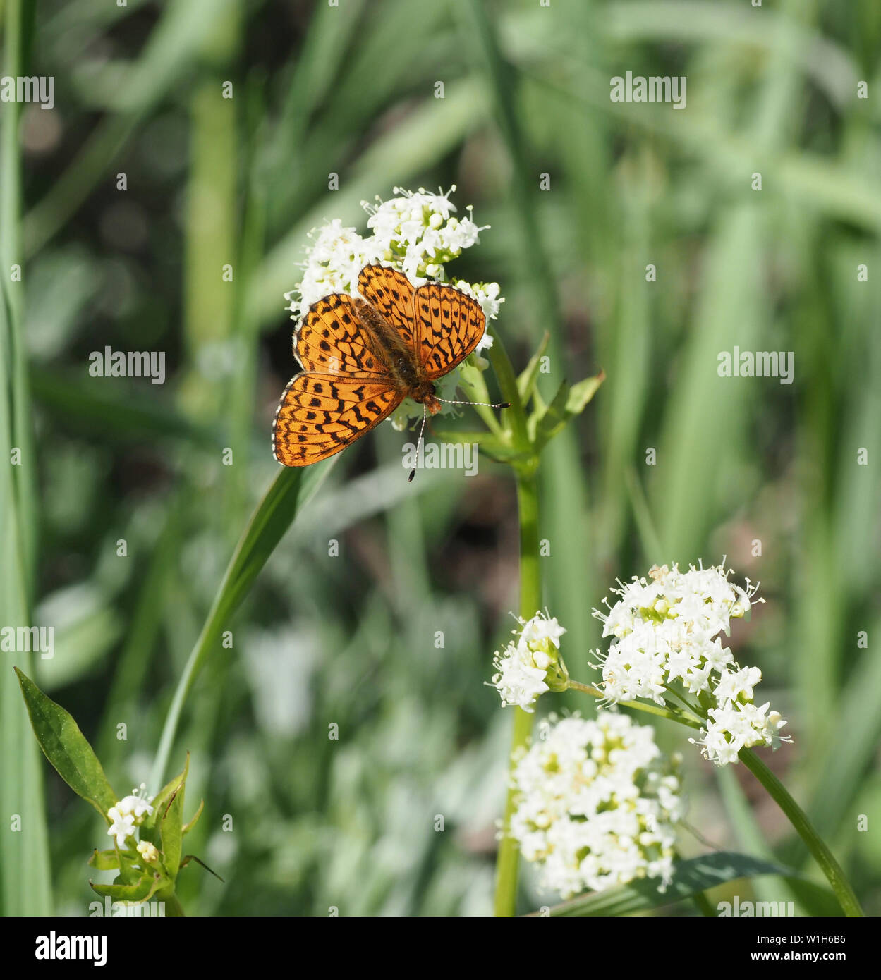 relict fritillary butterfly Stock Photo