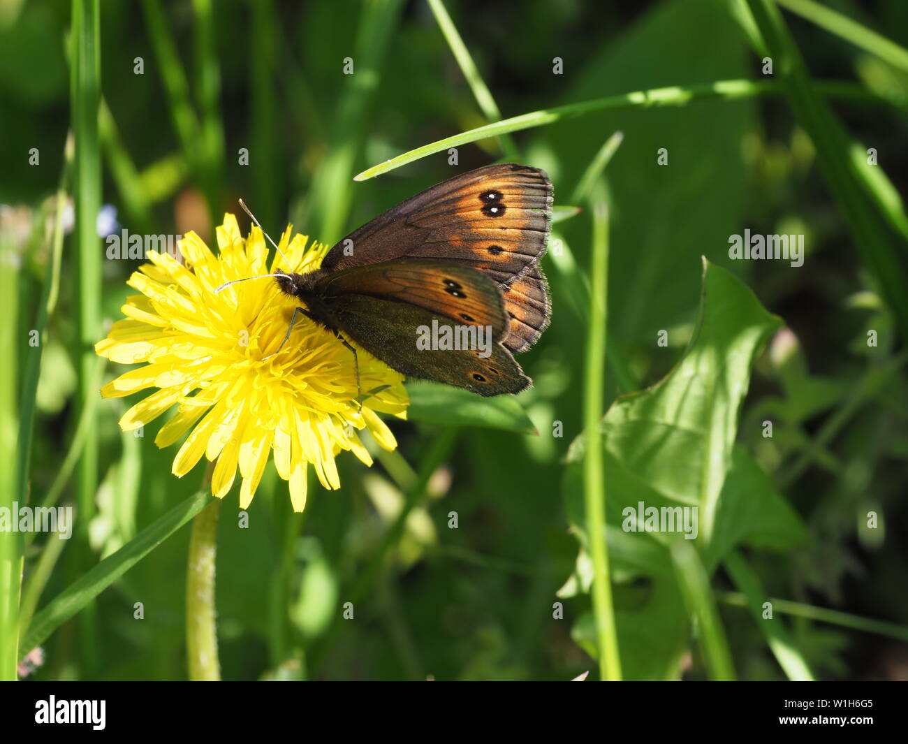 common alpine butterfly Stock Photo