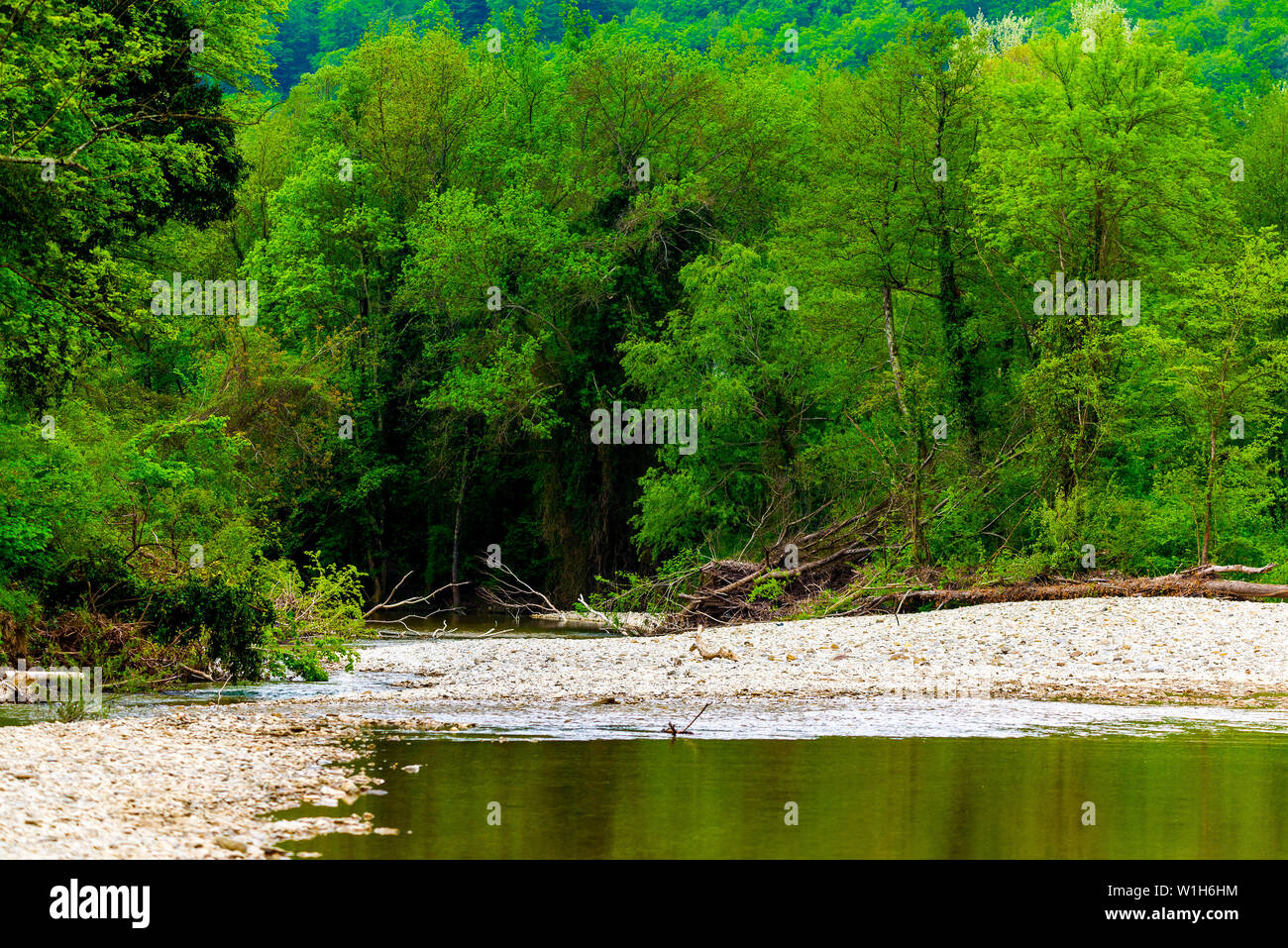 Mountain river flowing through the green forest. Stock Photo