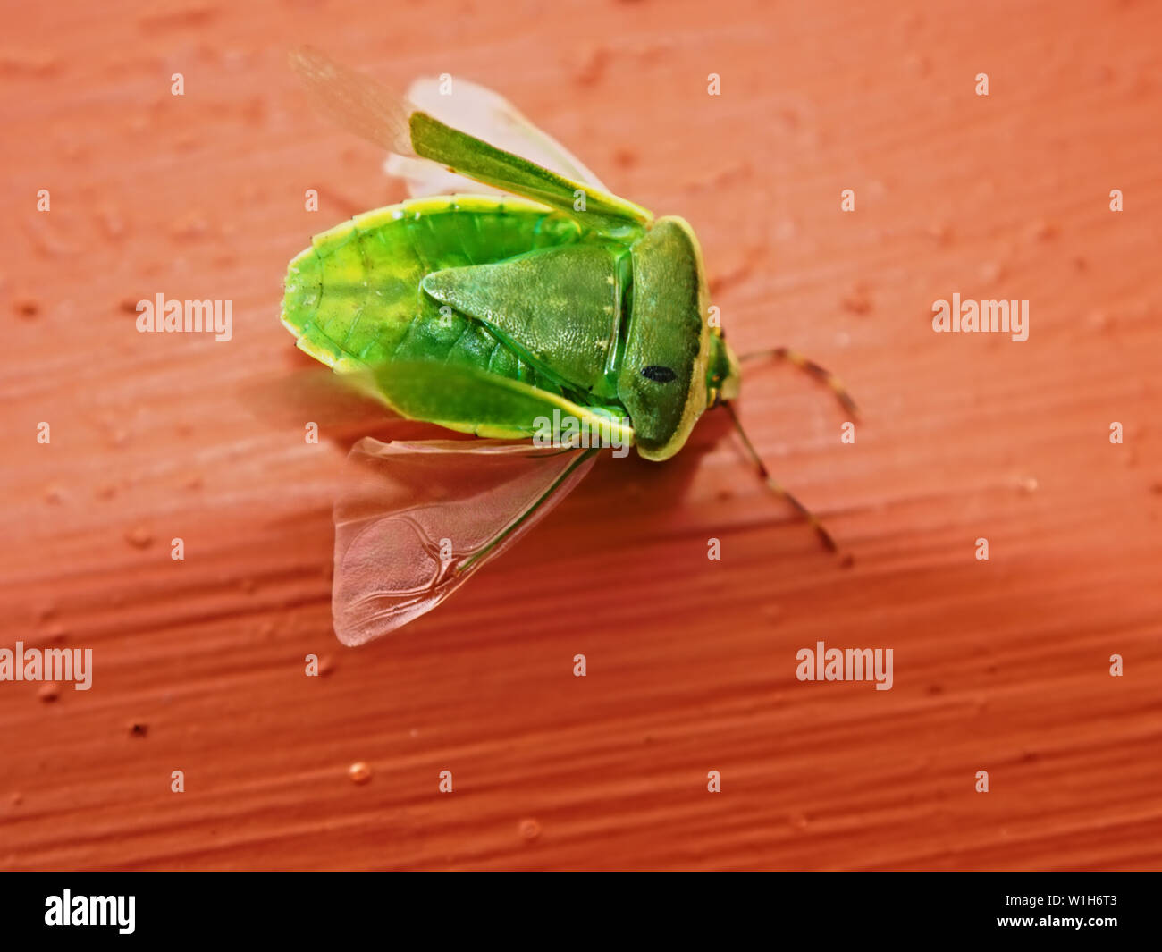 Closeup of a green, young stink bug (Palomena prasina),a ix-legged crawler, on a red wall. Top view the right transparent and very filigree wings Stock Photo