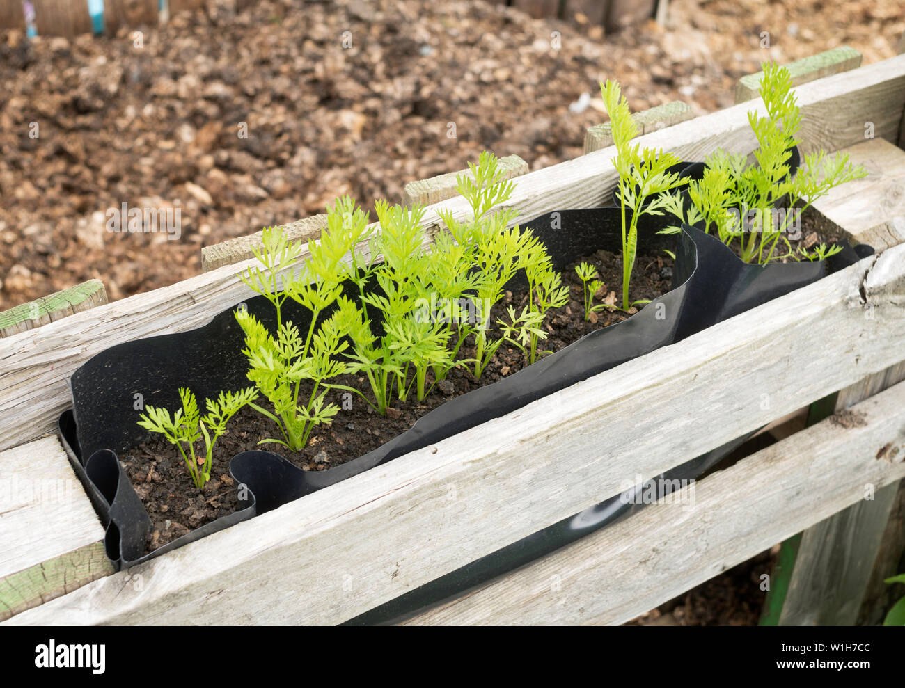 Carrots growing hires stock photography and images Alamy