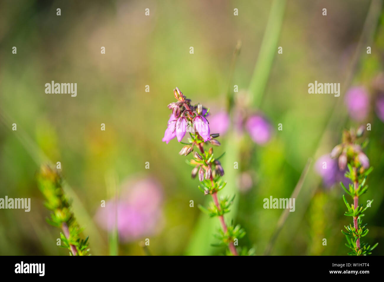 Close up of pink blossoms of the bell heather plant erica cinerea  during summer in the New Forest, England, UK Stock Photo