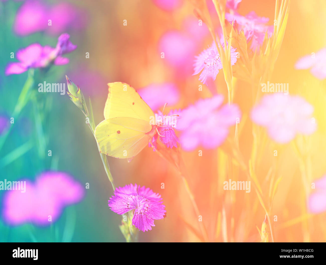 Photo of a Beautiful butterfly sitting on a flower Stock Photo - Alamy