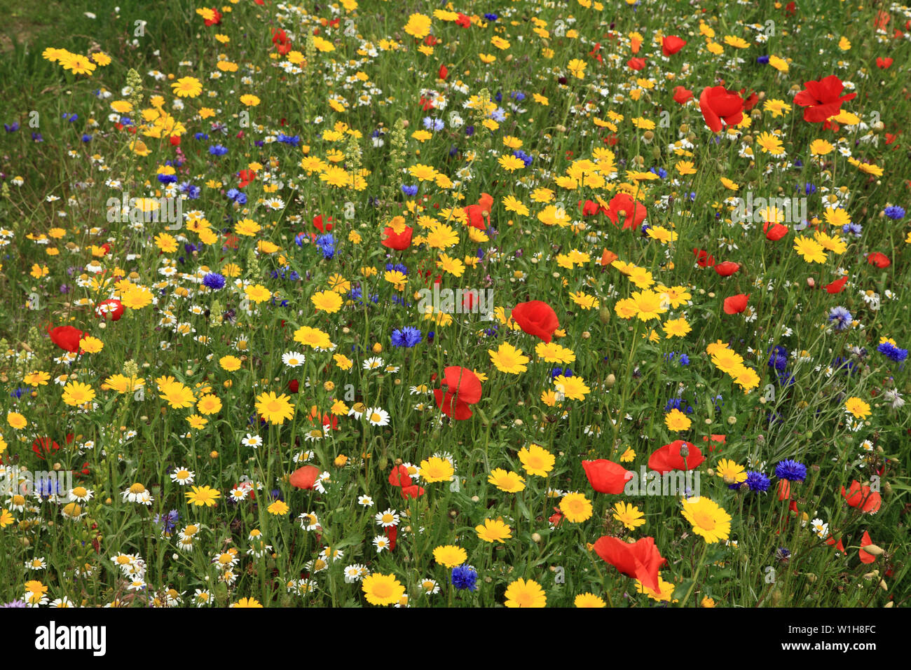 Poppy, daisy, cornflower, wild flowers, wildflower garden, border, colourful Stock Photo