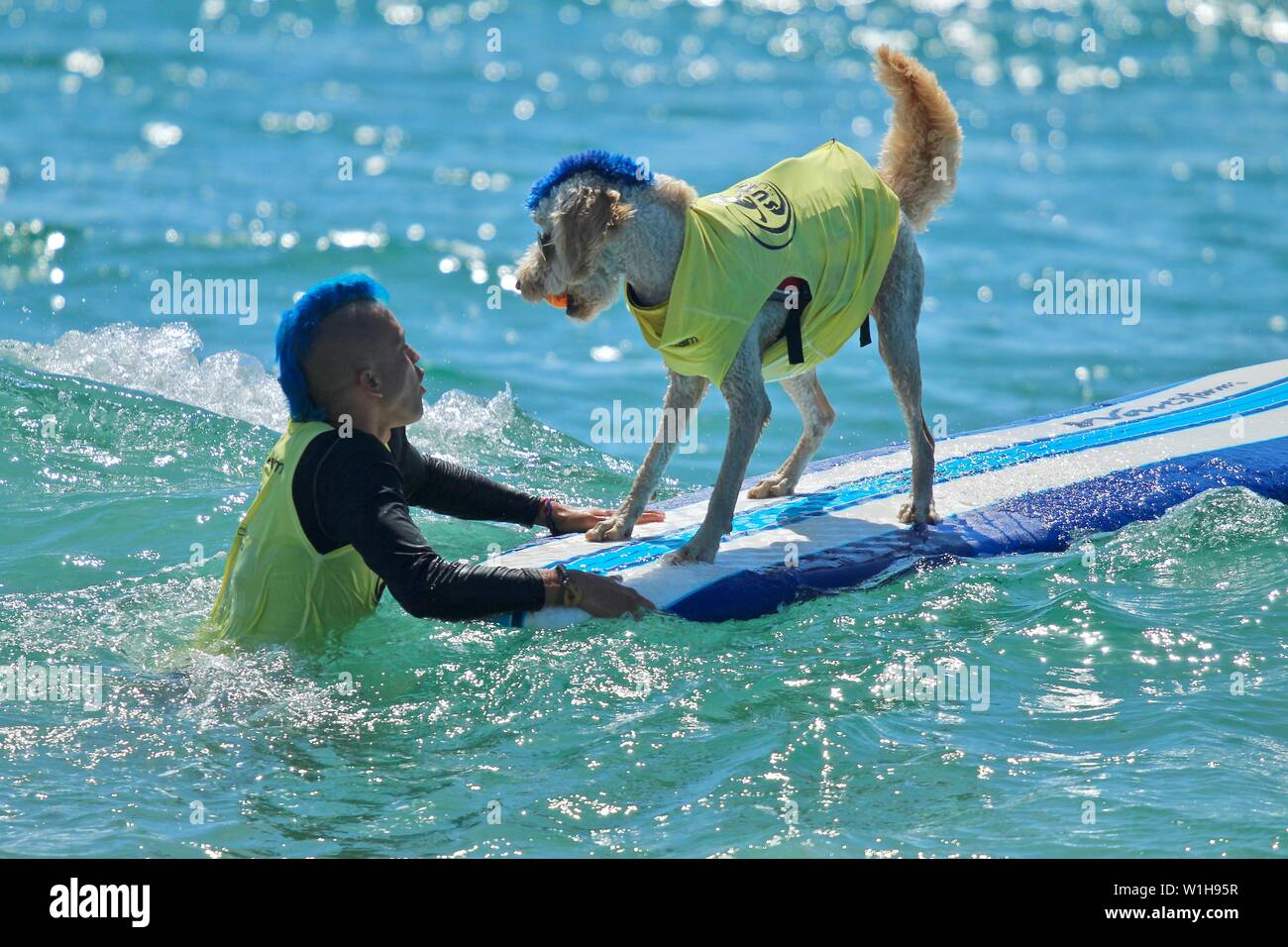 Dog surfing competition in Huntington Beach, California Stock Photo