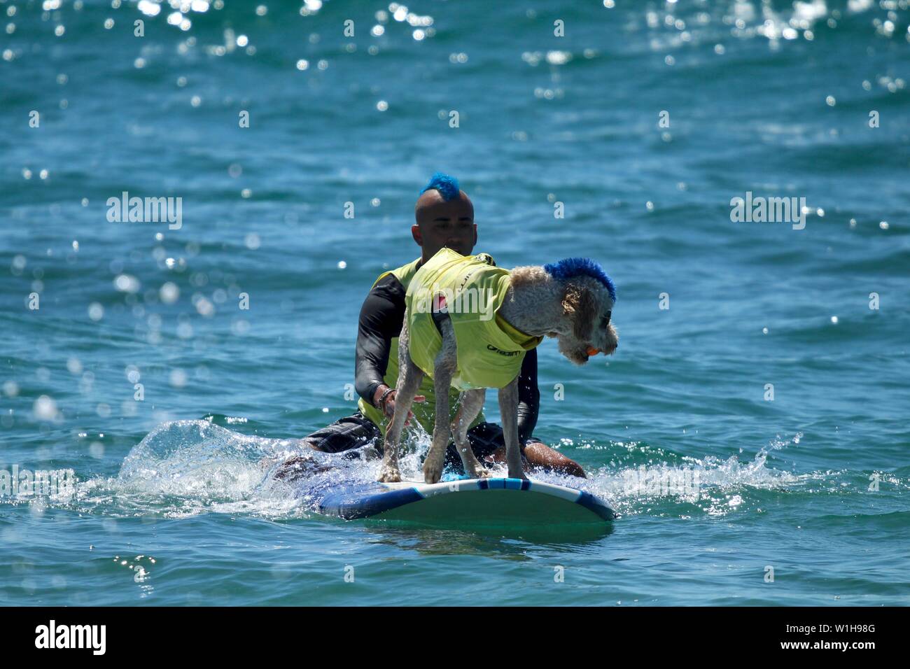 Dog surfing competition in Huntington Beach, California Stock Photo