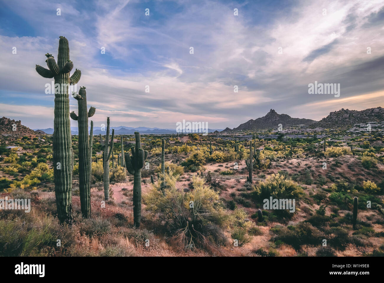 Desert in bloom hi-res stock photography and images - Alamy