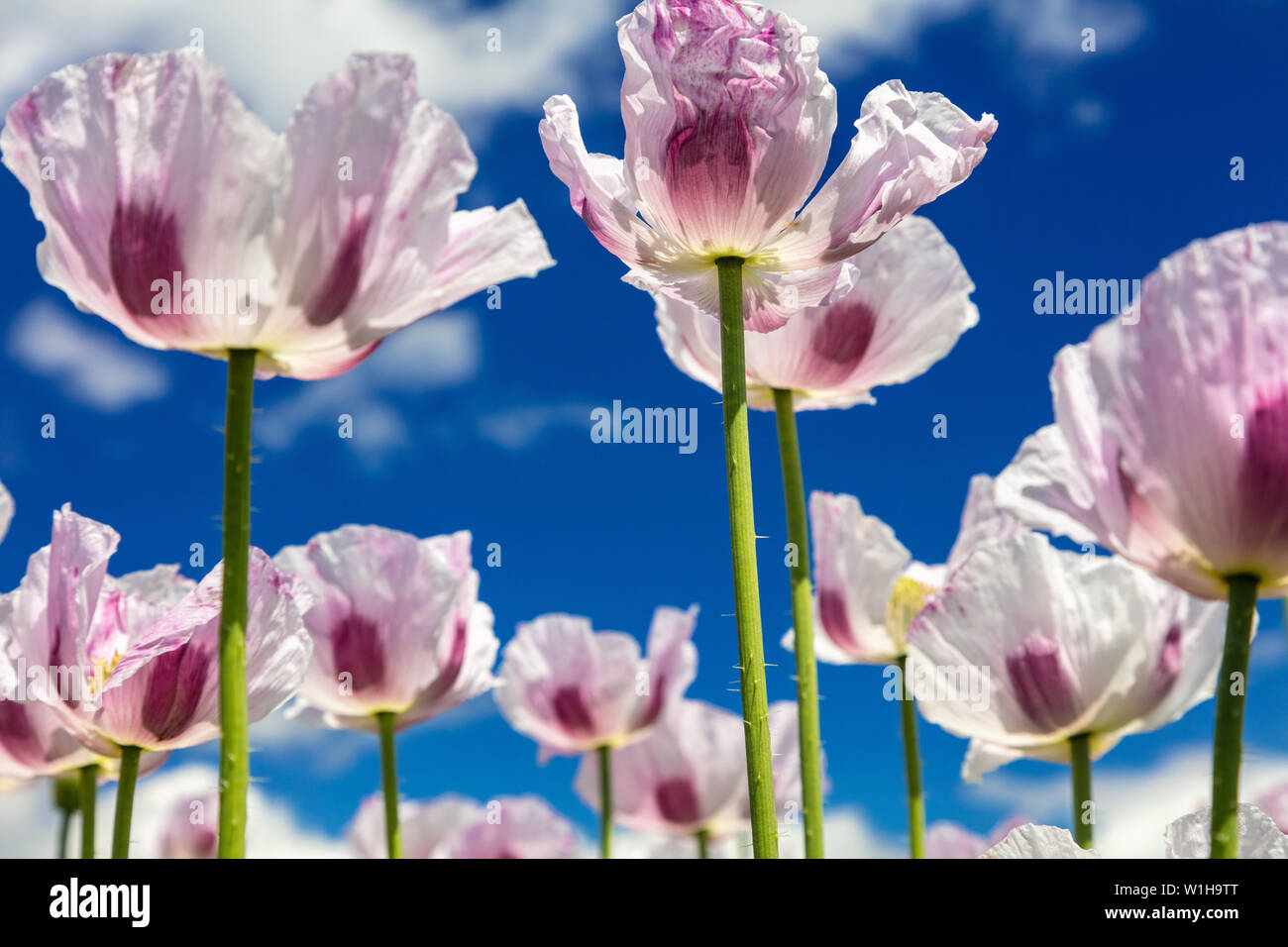 Close up photograph of pink poppies flowers growing in a summer field with bright blue sky and white clouds Stock Photo