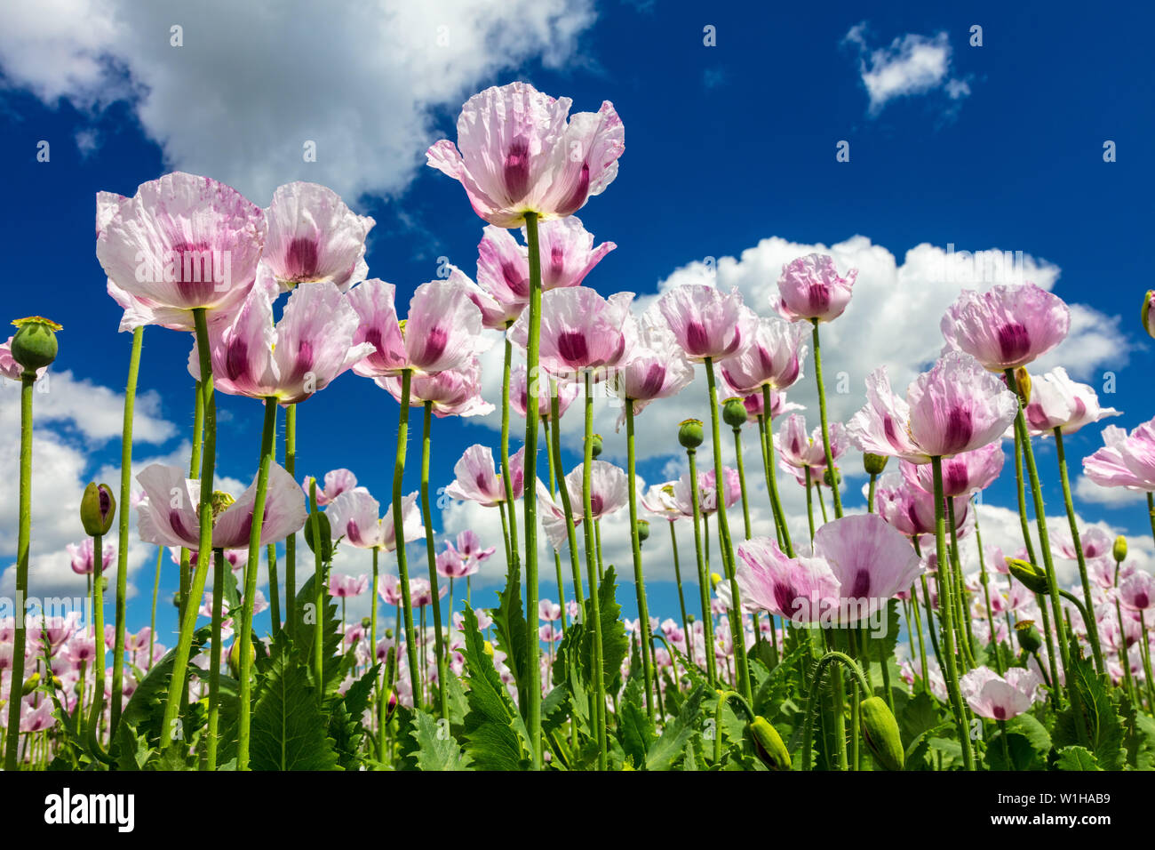 Close up photograph of pink poppies flowers growing in a summer field