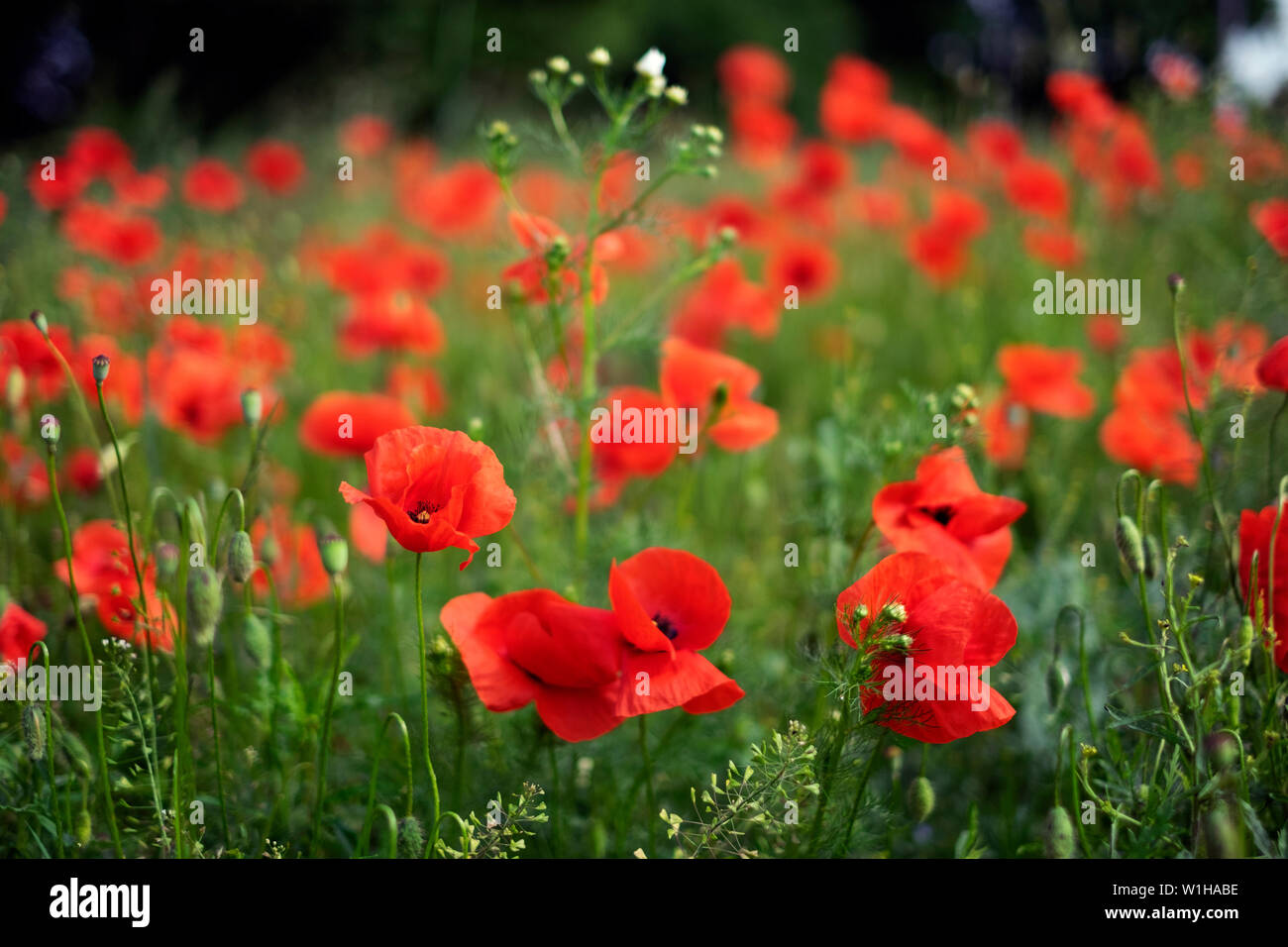 a field of blooming red poppys Stock Photo