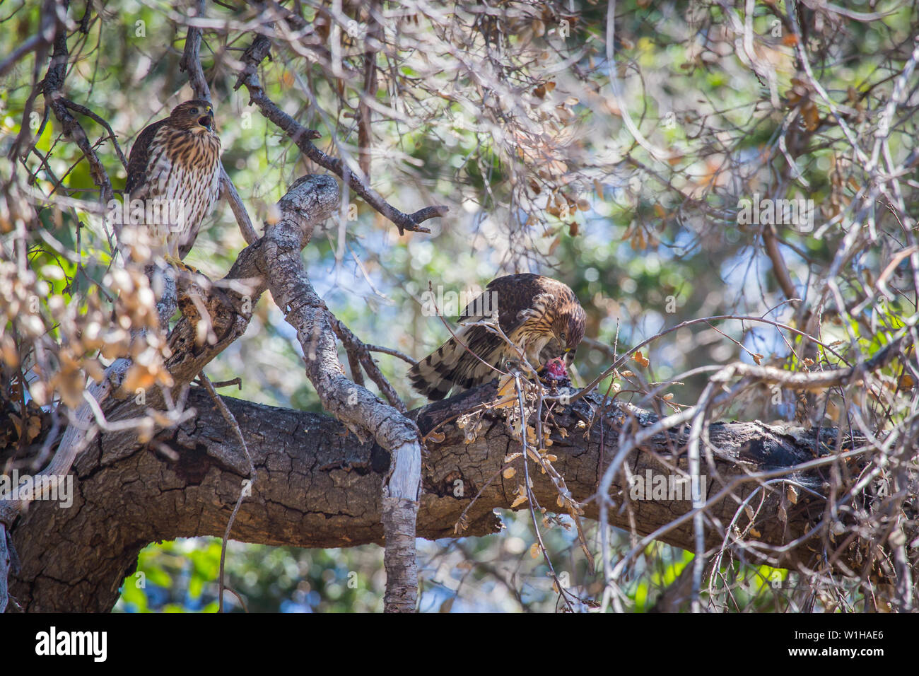 2 young Coopers hawks Accipiter cooperii perched on a tree branch with one eating its prey. In Southern California USA Stock Photo