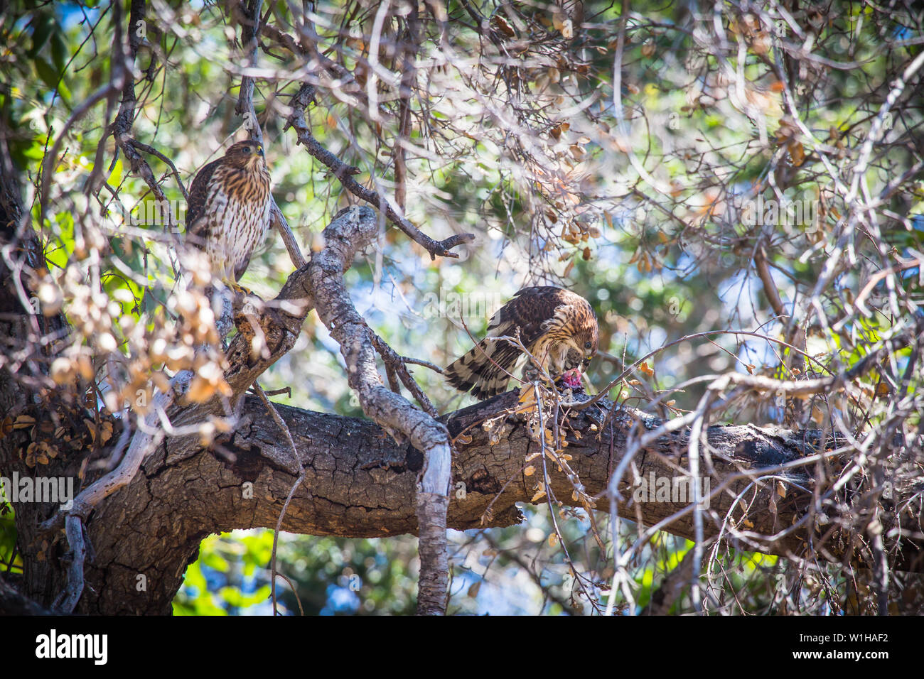 2 young Coopers hawks Accipiter cooperii perched on a tree branch with one eating its prey. In Southern California USA Stock Photo
