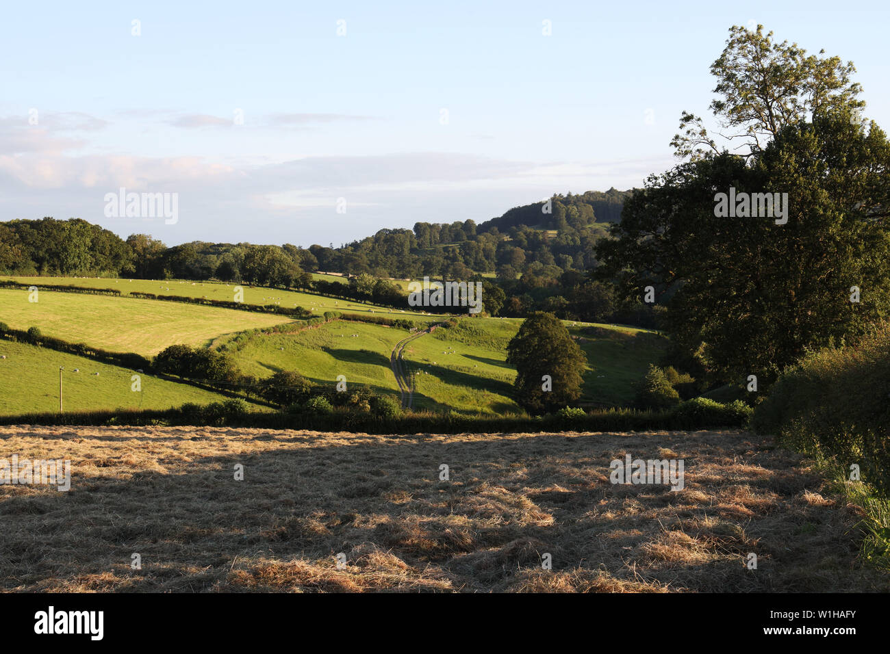 Wales, late evening light over fields, Welshpool, Montgomeryshire, Wales, uk. July 2019 Stock Photo