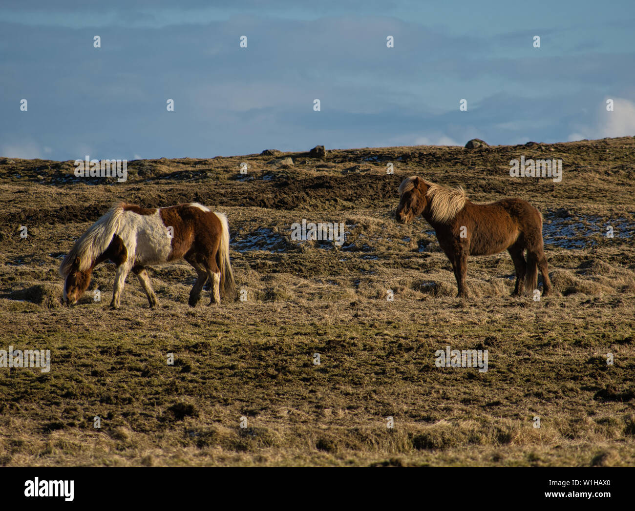 Icelandic wildlife hires stock photography and images Alamy
