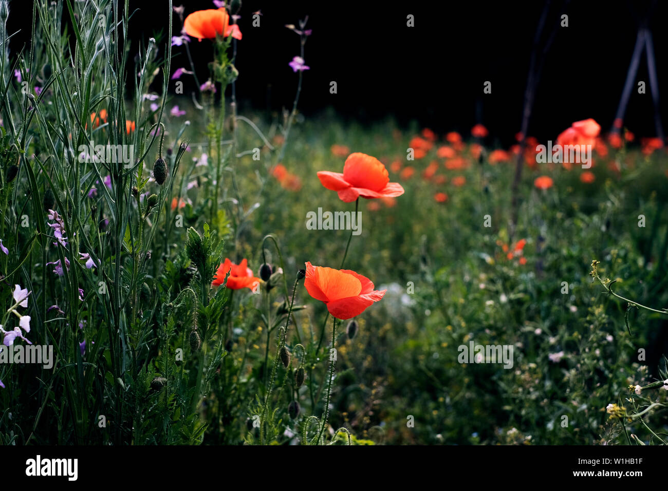 a field with blooming red poppies and some other wild flowers Stock Photo