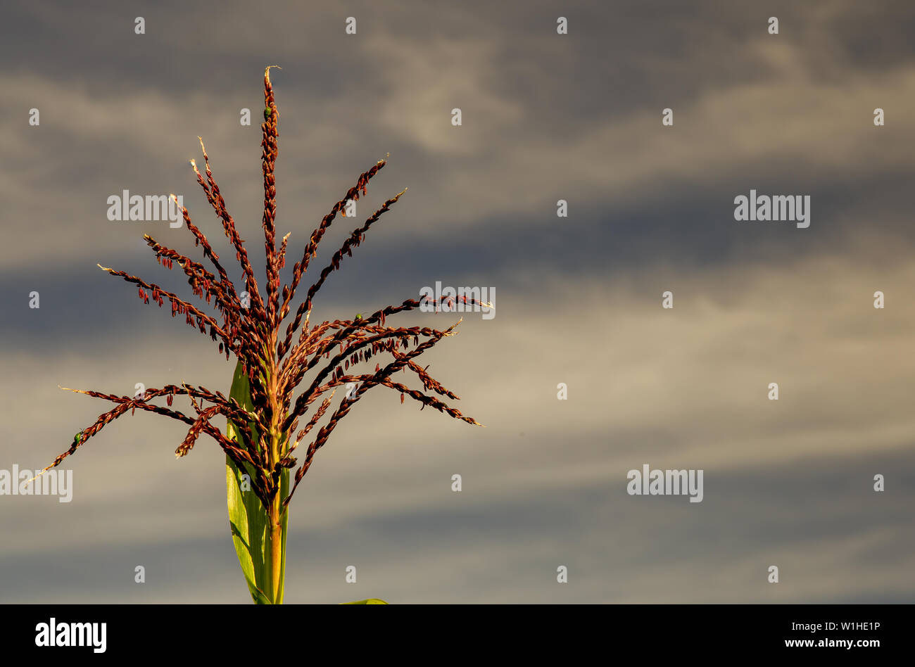 Close-up photography of a corn flower with spotted cucumber beetles on it, against the early morning sky in the central Andean mountains of Colombia. Stock Photo