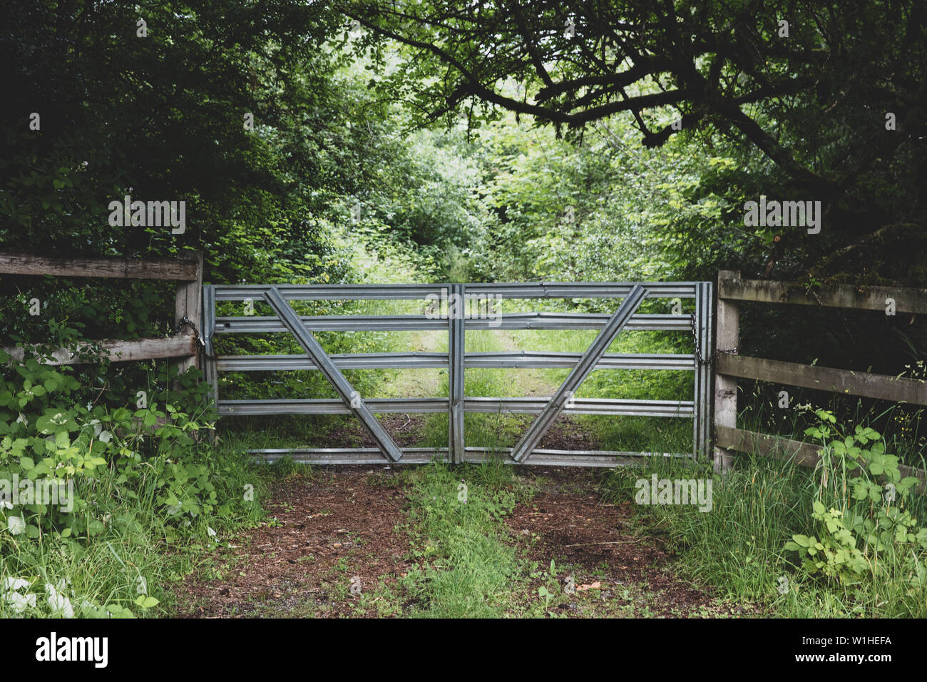 Metal Gate Leading Down An Overgrown Old Dirt Road Into A Damp Forest On An Overcast Rainy Day Stock Photo Alamy Metal Gate Leading Down An Overgrown Old Dirt Road Into A Damp Forest On An Overcast Rainy Day Stock Photo Alamy