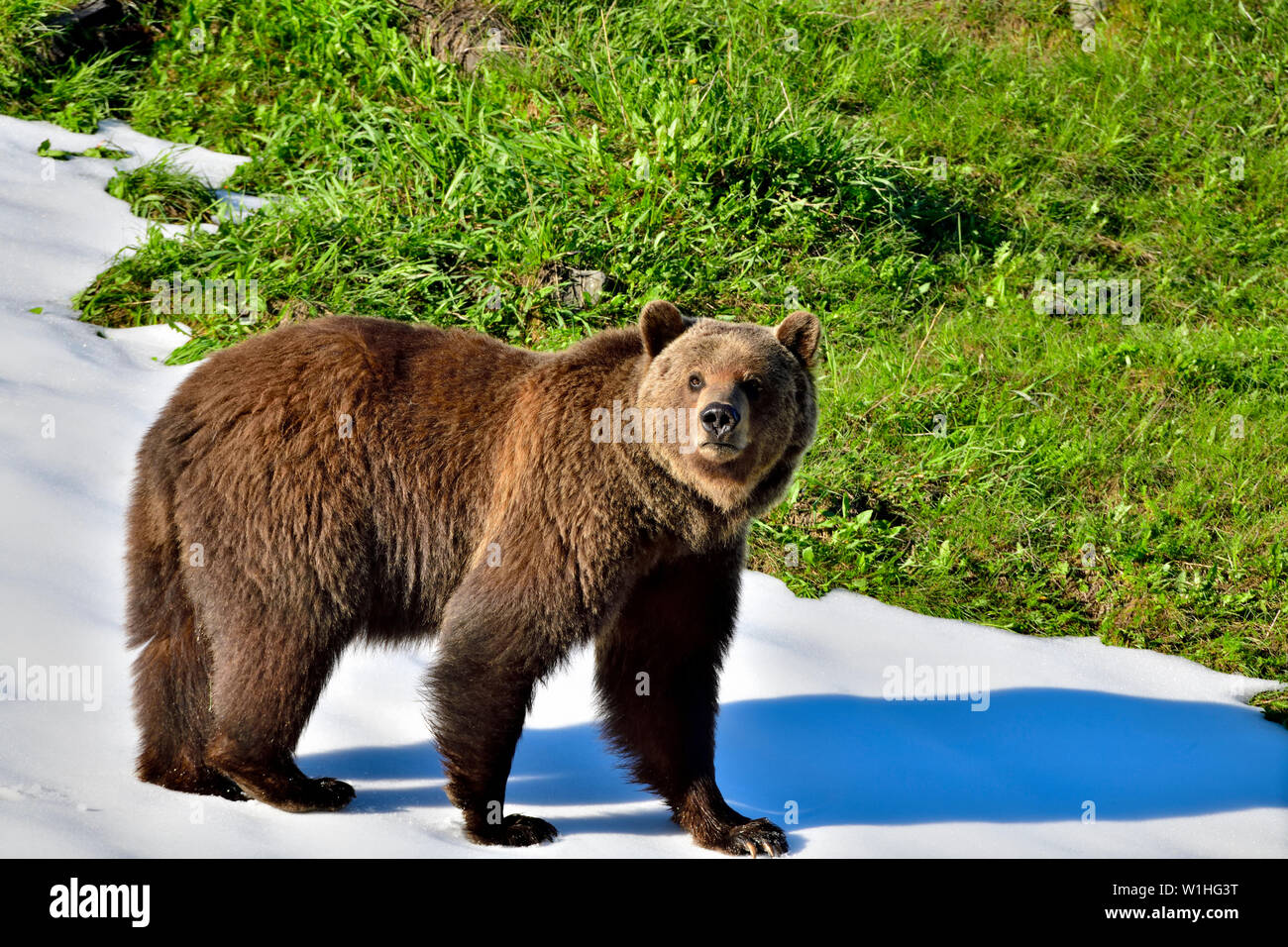 A close up side view of an adult grizzly bear 'Ursus arctos' walking on a snow patch along a  grassy hillside in rural Alberta Canada Stock Photo