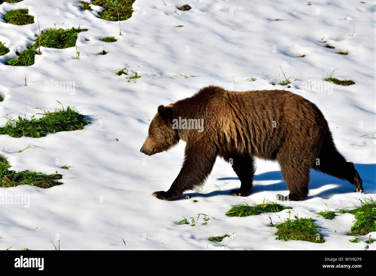 A close up side view of an adult grizzly bear 'Ursus arctos' walking along a snow patch on a  grassy hillside in rural Alberta Canada Stock Photo