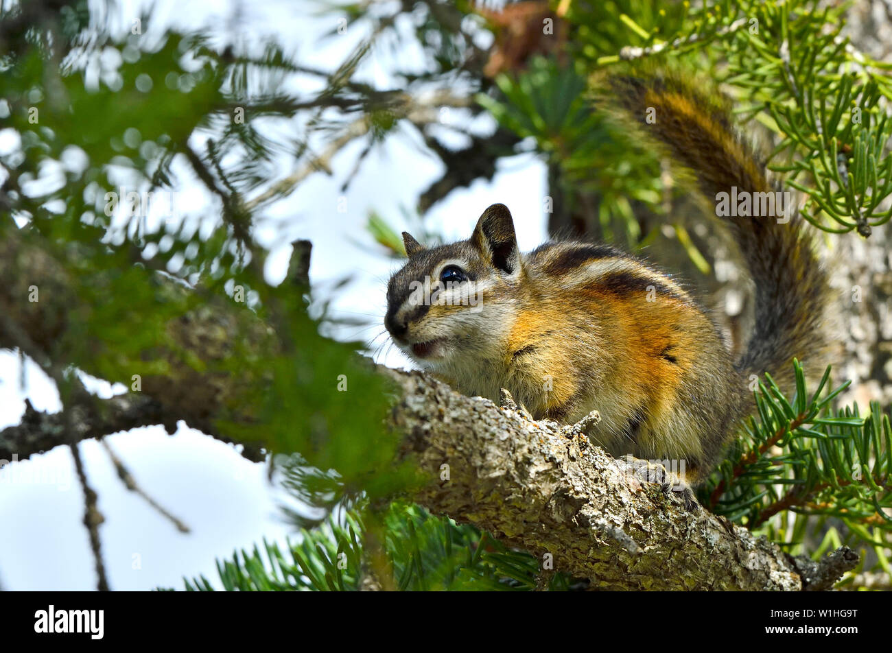 A tiny least chipmunk 'Eutamias minimus', trying to hide on a tree branch in rural Alberta Canada. Stock Photo