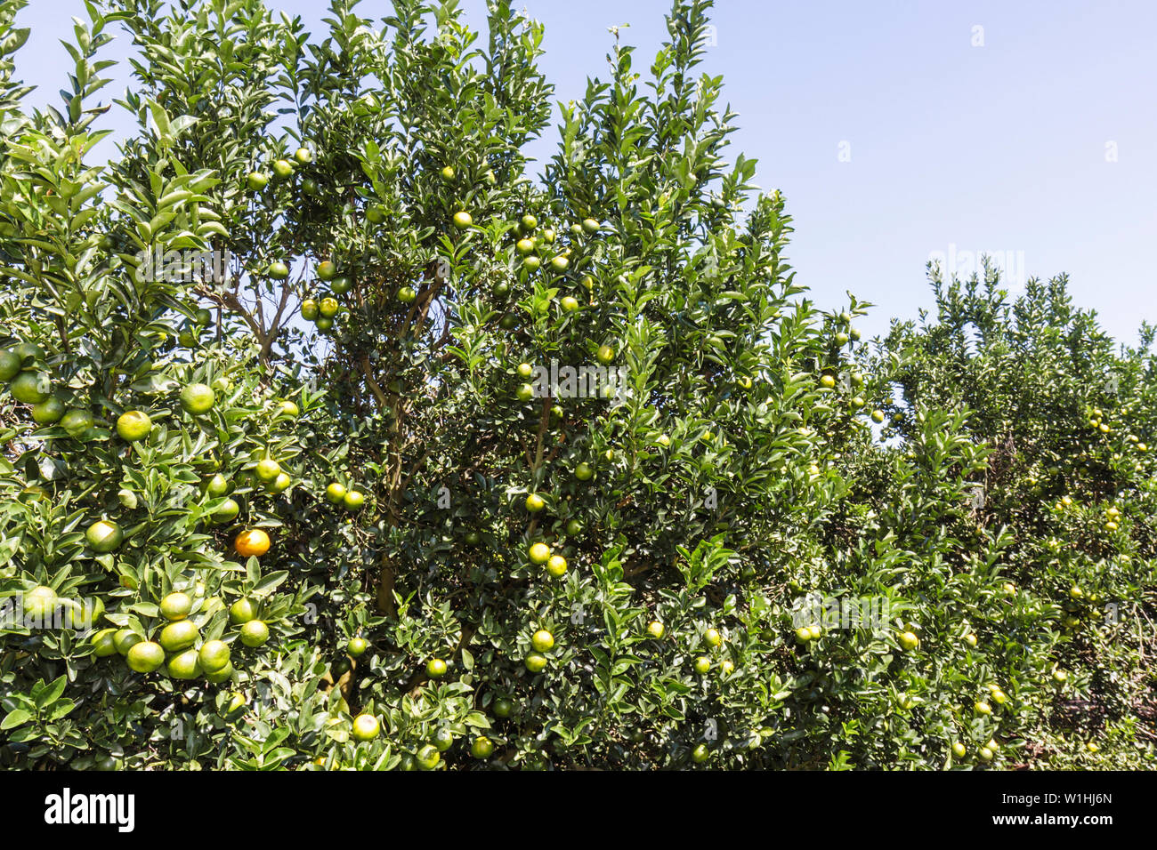 Florida Highlands County,Avon Park,US highway Route 27,citrus,orange grove,fruit,shrub,green,leaf,crop,FL091025231 Stock Photo