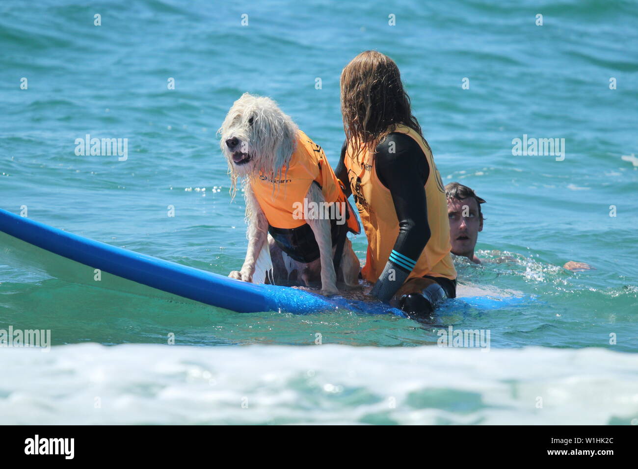 Dog surfing event in Huntington Beach, California Stock Photo Alamy
